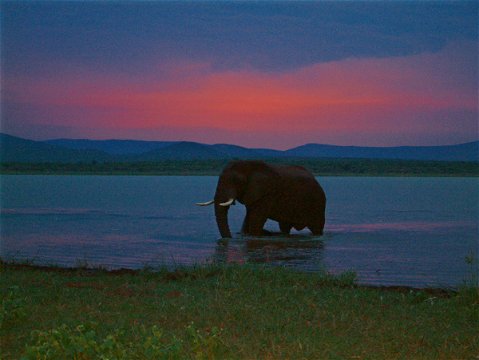 Elephant in Lake Jozini