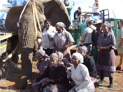 Staff at elephant vasectomies in 2008
