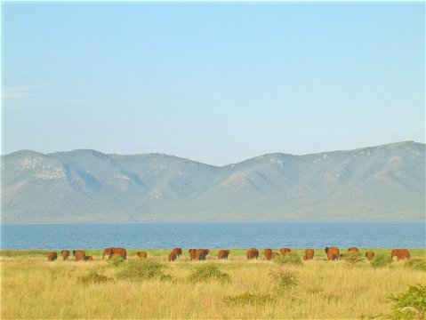 Elephants roaming the shores of Lake Jozini