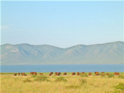 Elephant herd shoreline Lake Jozini