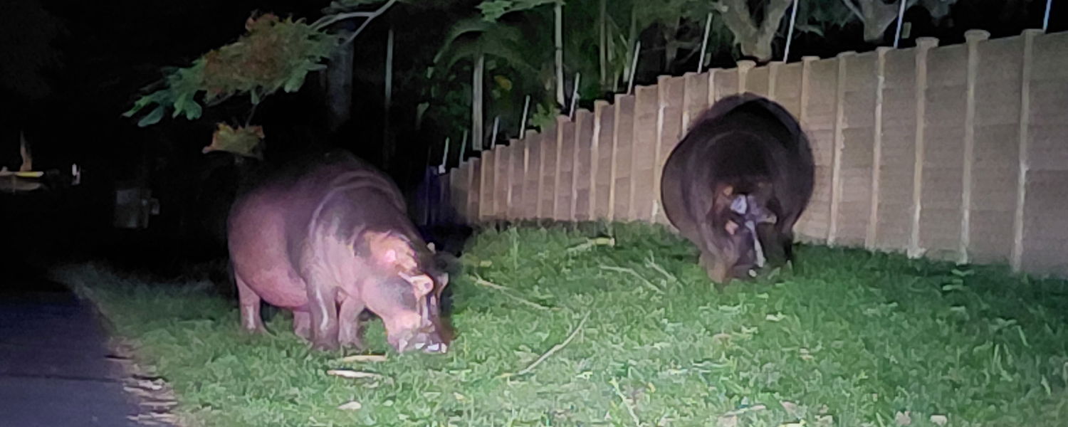 hippos in the street st lucia