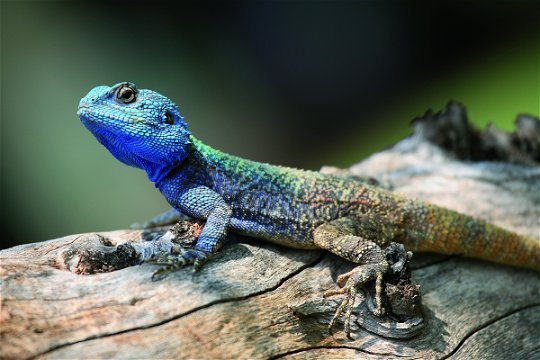 blue headed lizard