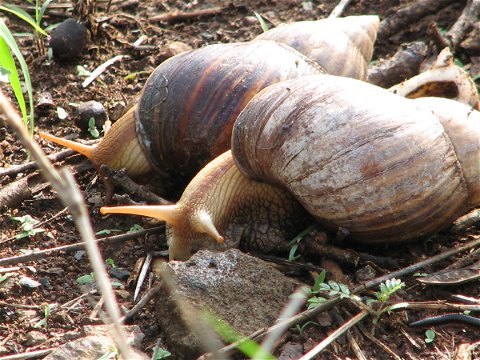 Bush snail