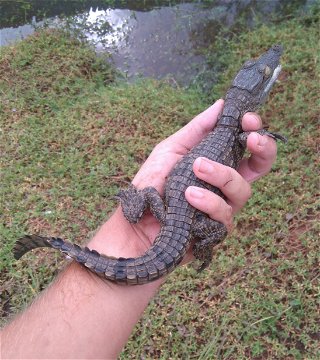 The baby crocodile finally captured! There are five toes on the front-feet and four at the back. This allows more room for webbing between the back-toes, which, together with the tail, is used for swimming.