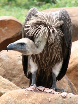 White-Back Vulture