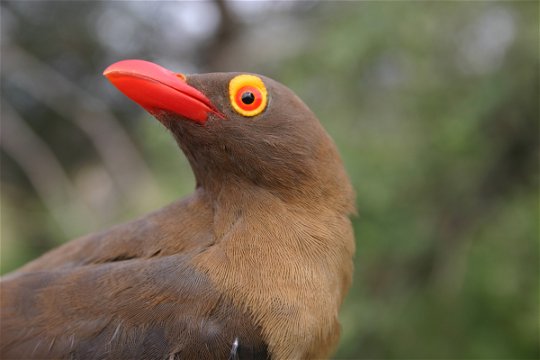 Redbilled oxpecker
