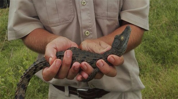 baby nile crocodile