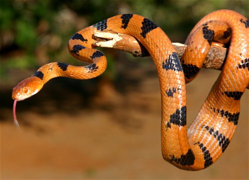 Easter Tigern Snake