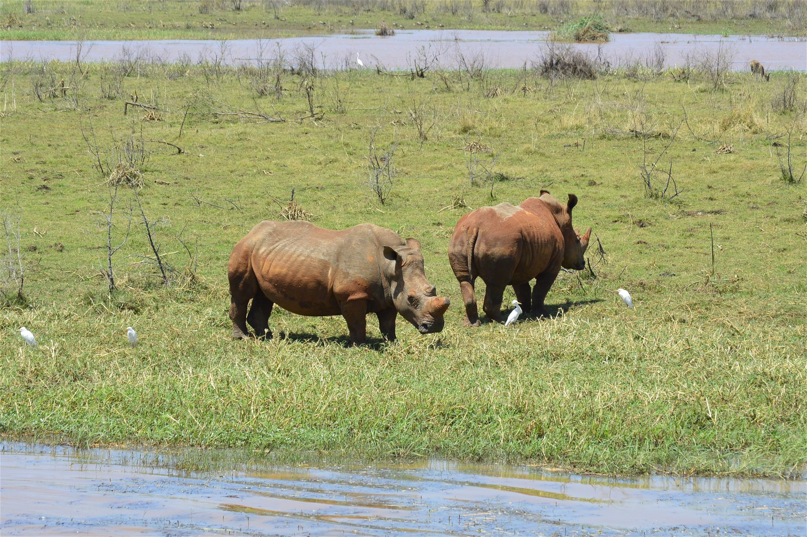 Rhino