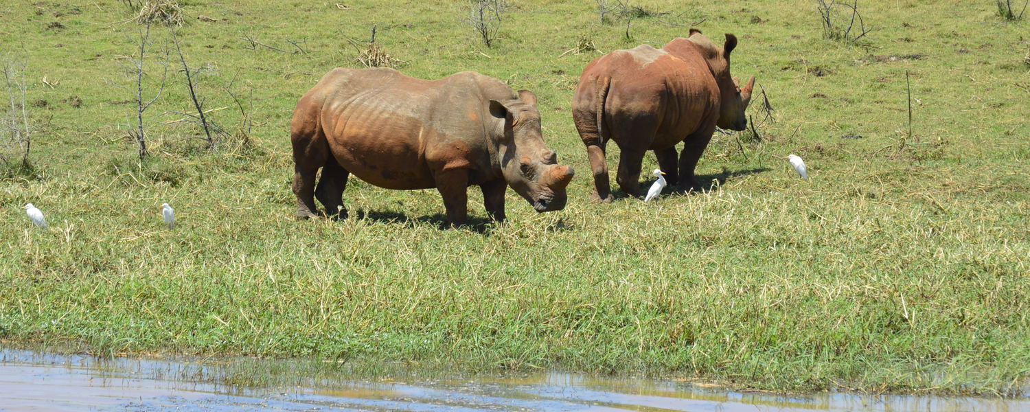 Rhino