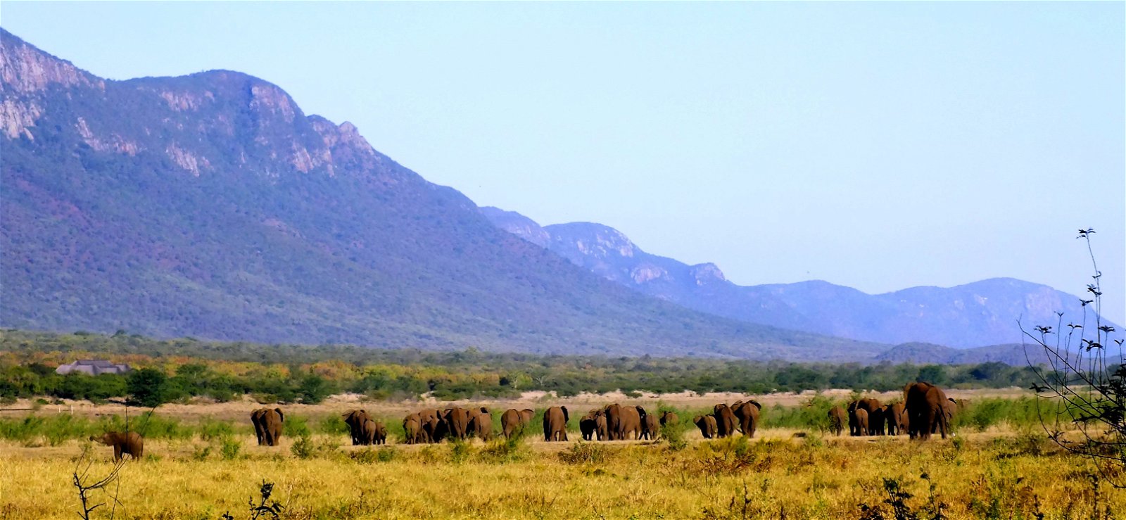 elephant, elephants, migration routes, wildlife, space, nature