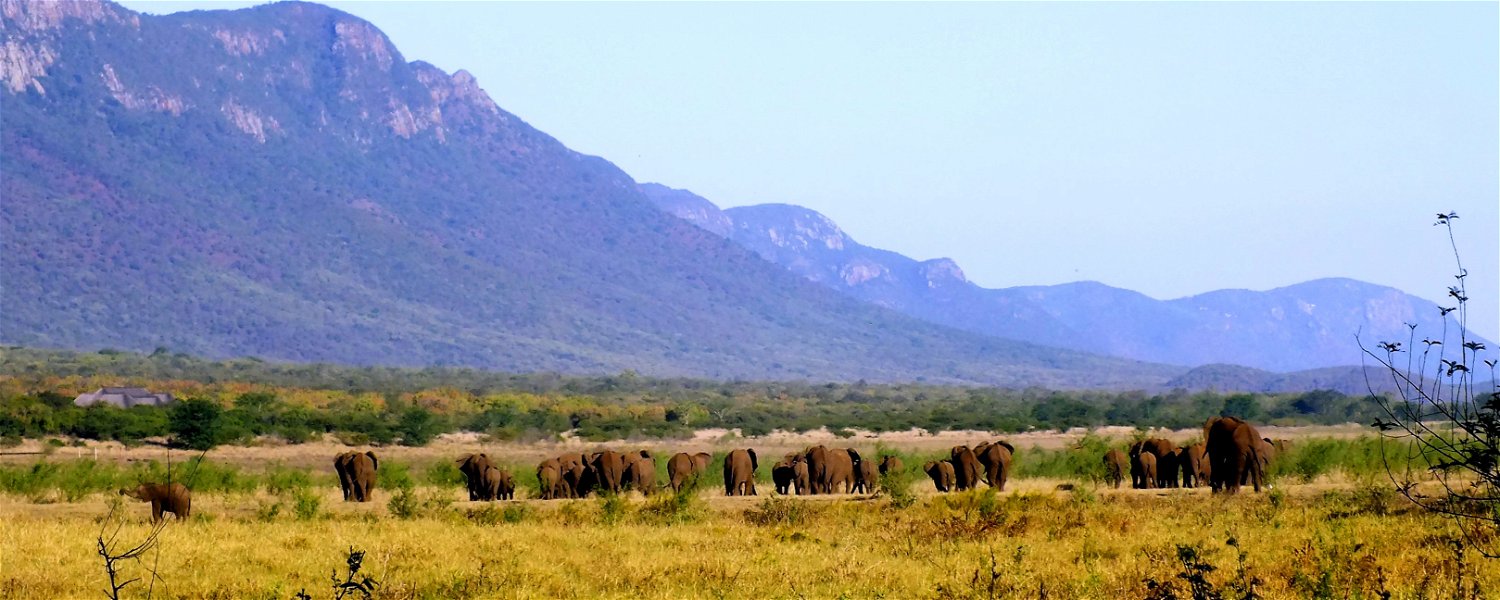 elephant, elephants, migration routes, wildlife, space, nature