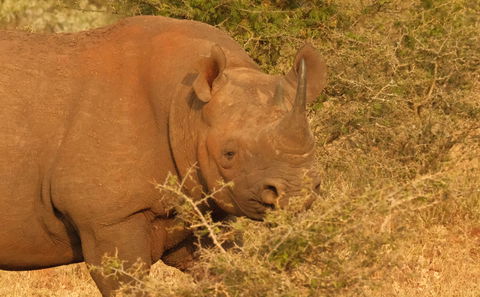 black rhino endangered animal