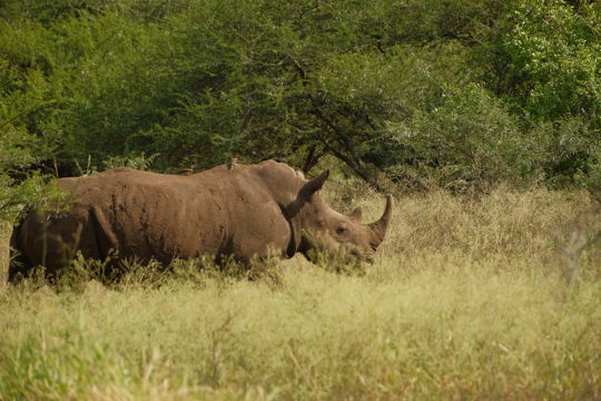 Our reserve is proudly part of the Black Rhino Range Expansion Project