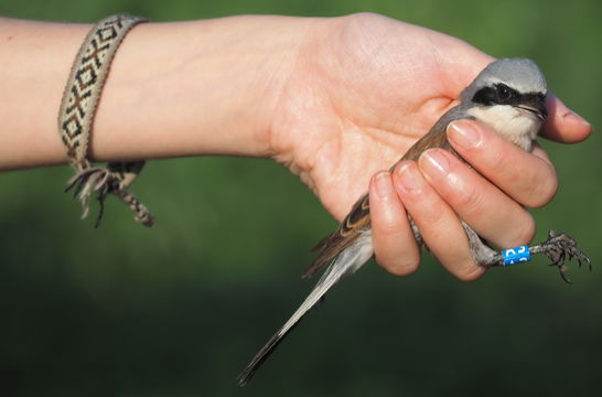 One of the Red-backed Shrikes caught and ringed in November 2023, Colour ring BLUE "A3".