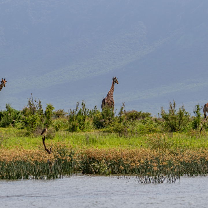 Giraffe sighting from water