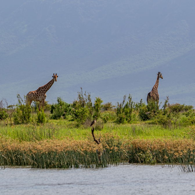 Giraffe sighting from water
