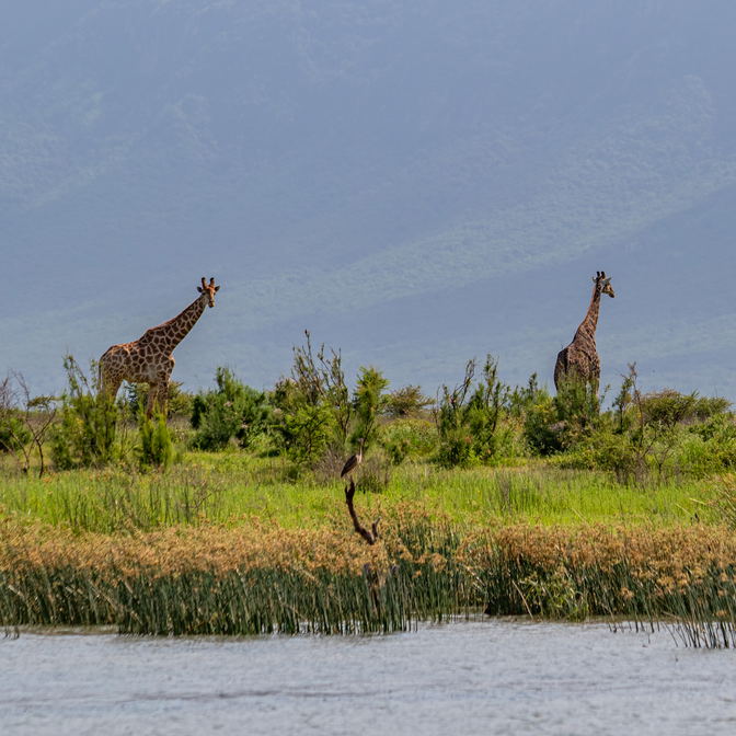 Giraffe sighting from water