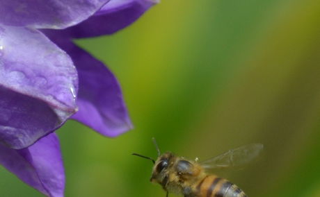 Bees, pollinators, honeybees