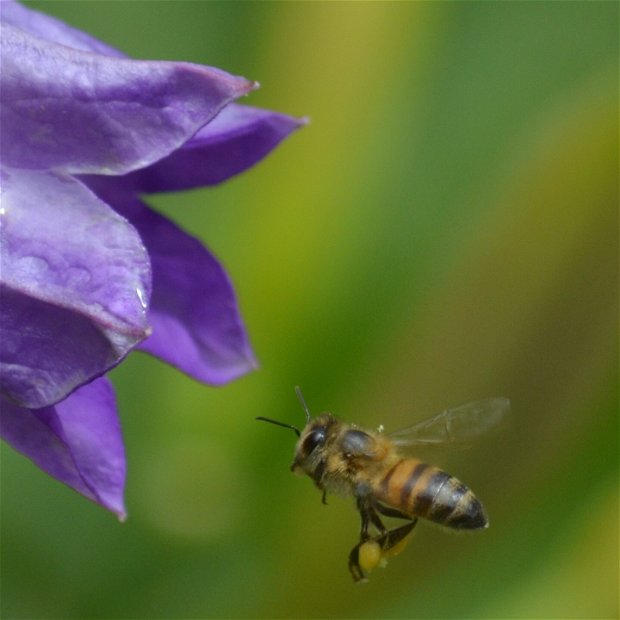 Bees, pollinators, honeybees