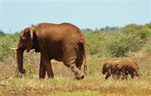 Rare Elephant twins White Elephant Pongola Game Reserve