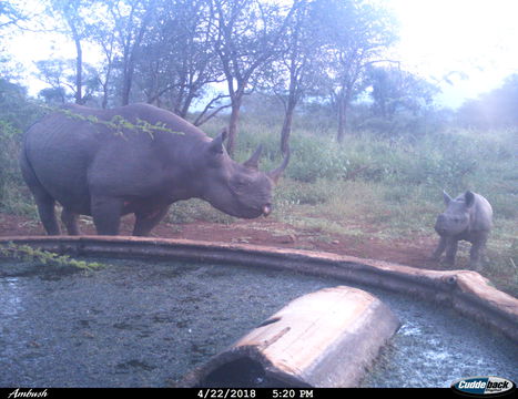 Enjoying a playful moment with her calf