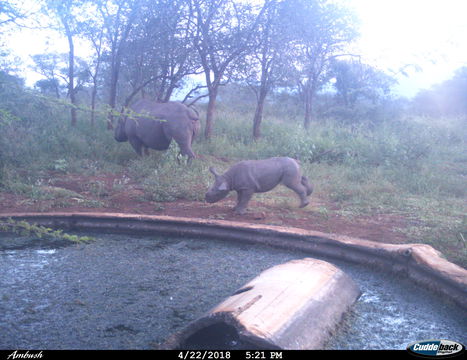 Enjoying a playful moment with her calf