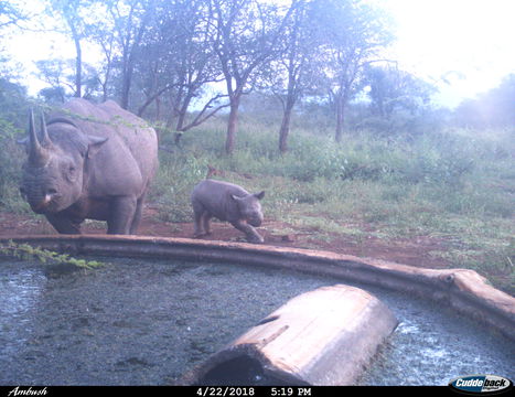 Enjoying a playful moment with her calf