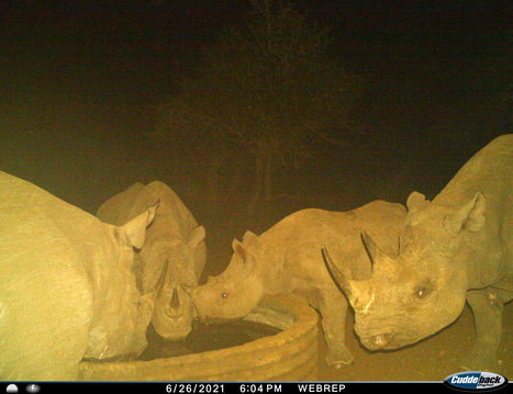 Her calves love to reunite with her, even as adults