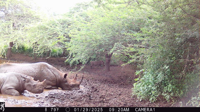 Chilling in the heat of the day at her secret mud spa