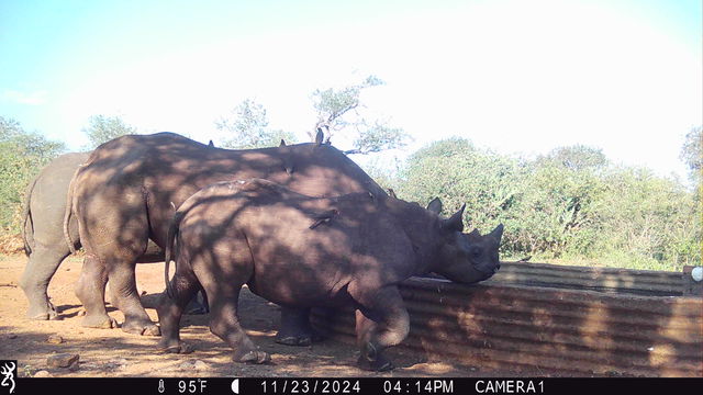 Her calves love to reunite with her, even as adults