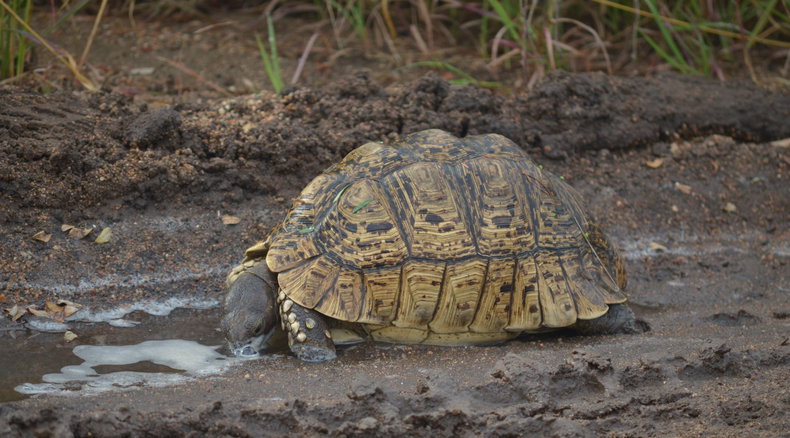 leopard tortoise