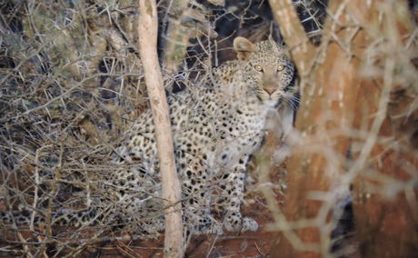 leopard leopard