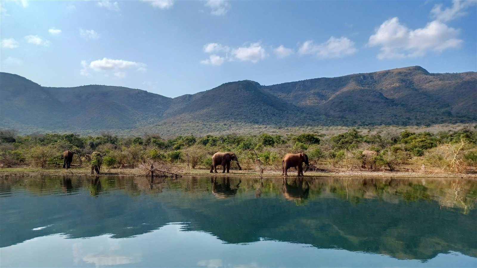 World Elephant Day, Elephants on shoreline, Save The Elephants, Space for Elephants