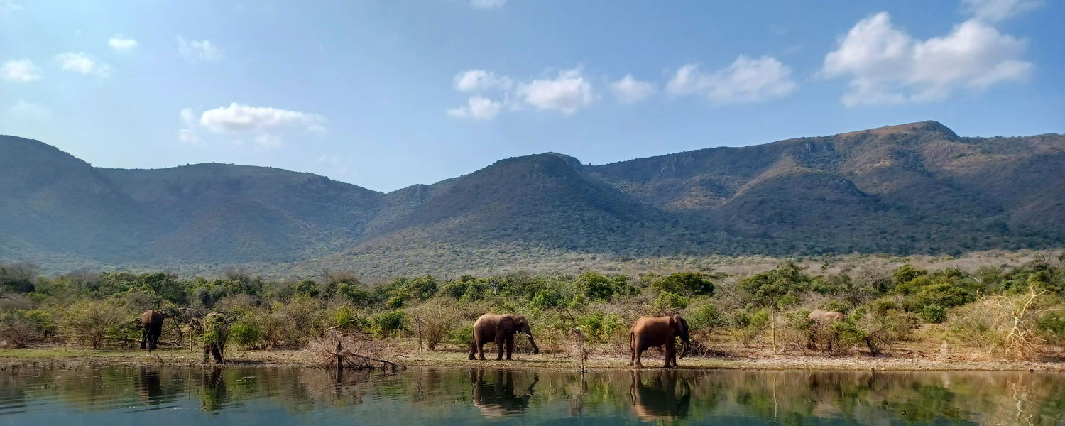 World Elephant Day, Elephants on shoreline, Save The Elephants, Space for Elephants