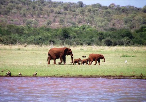 Elephant Curve with twins and their older brother Luke