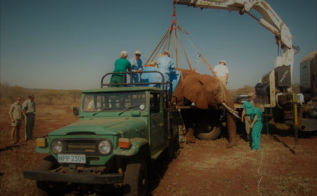 Vasectomy on Elephant Bull, Pongola Game Reserve 2008