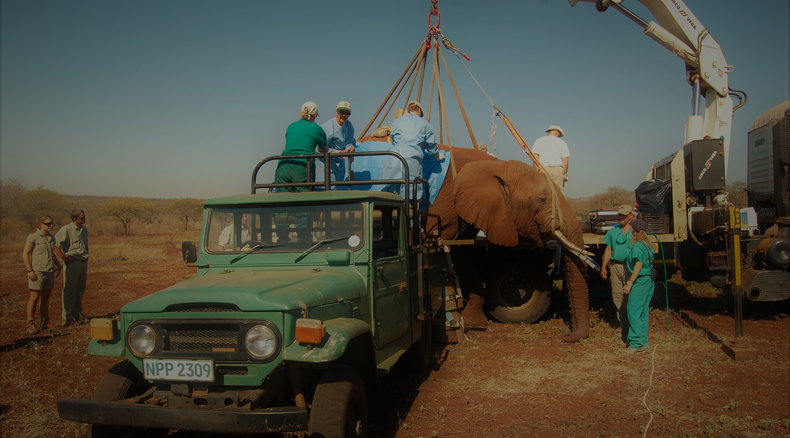 Vasectomy on Elephant Bull, Pongola Game Reserve 2008