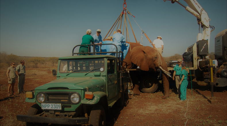 Vasectomy on Elephant Bull, Pongola Game Reserve 2008 Vasectomy on Elephant Bull, Pongola Game Reserve 2008