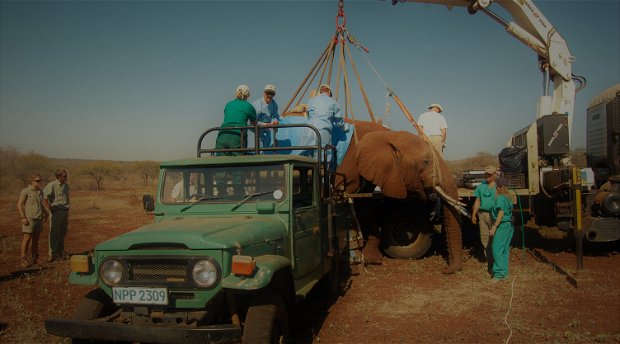 Vasectomy on Elephant Bull, Pongola Game Reserve 2008