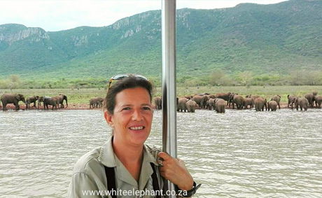 Elephants, water, lake, swimming, monitoring