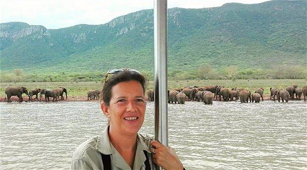 Elephants, water, lake, swimming, monitoring Elephants, water, lake, swimming, monitoring