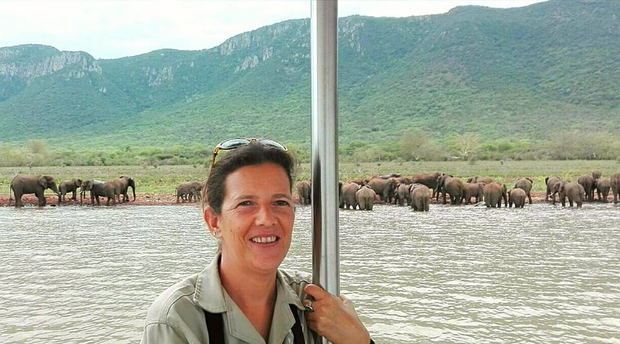 Elephants, water, lake, swimming, monitoring Elephants, water, lake, swimming, monitoring