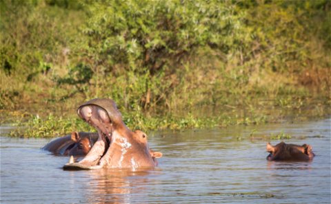 river safaris, serenity, hippo
