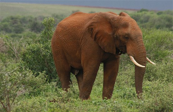 Elephant bull with additional signs of musth