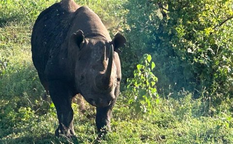 black rhino, endangered species, black rhino range expansion project