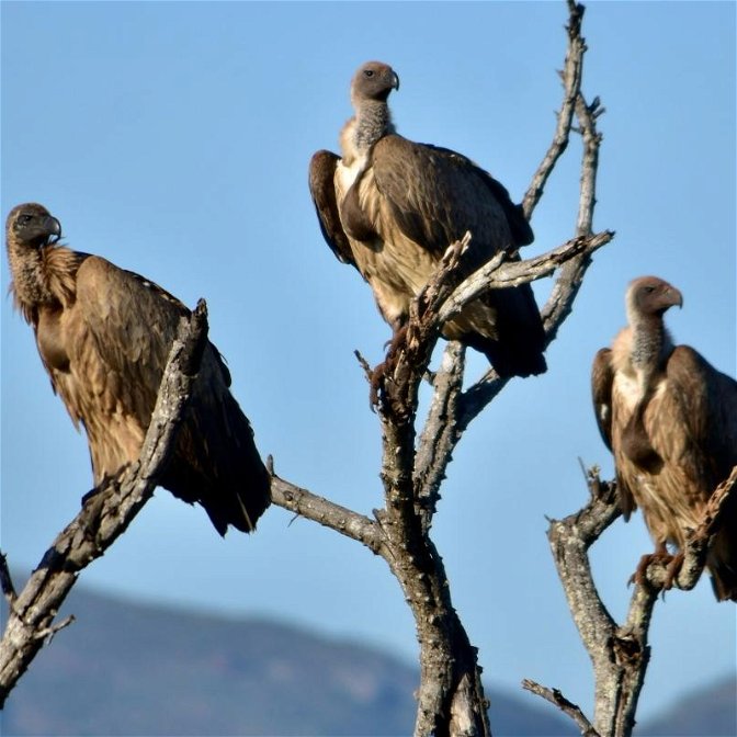 vultures endangered species