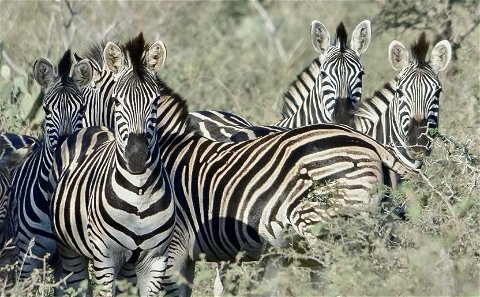 guided game safaris on open 4x4 vehicles