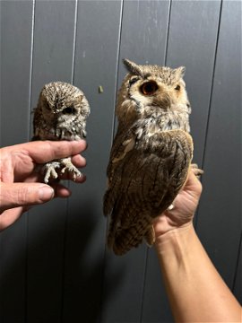  Pearl Spotted Owlet (Left), Southern White-Faced Owl (right)