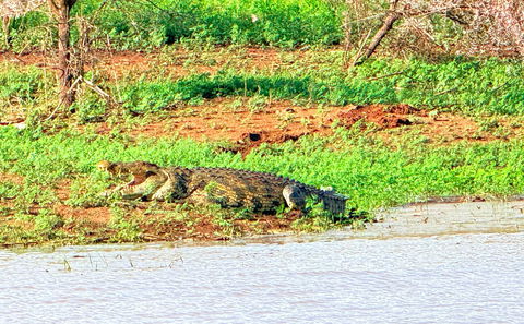 Nile Crocodile